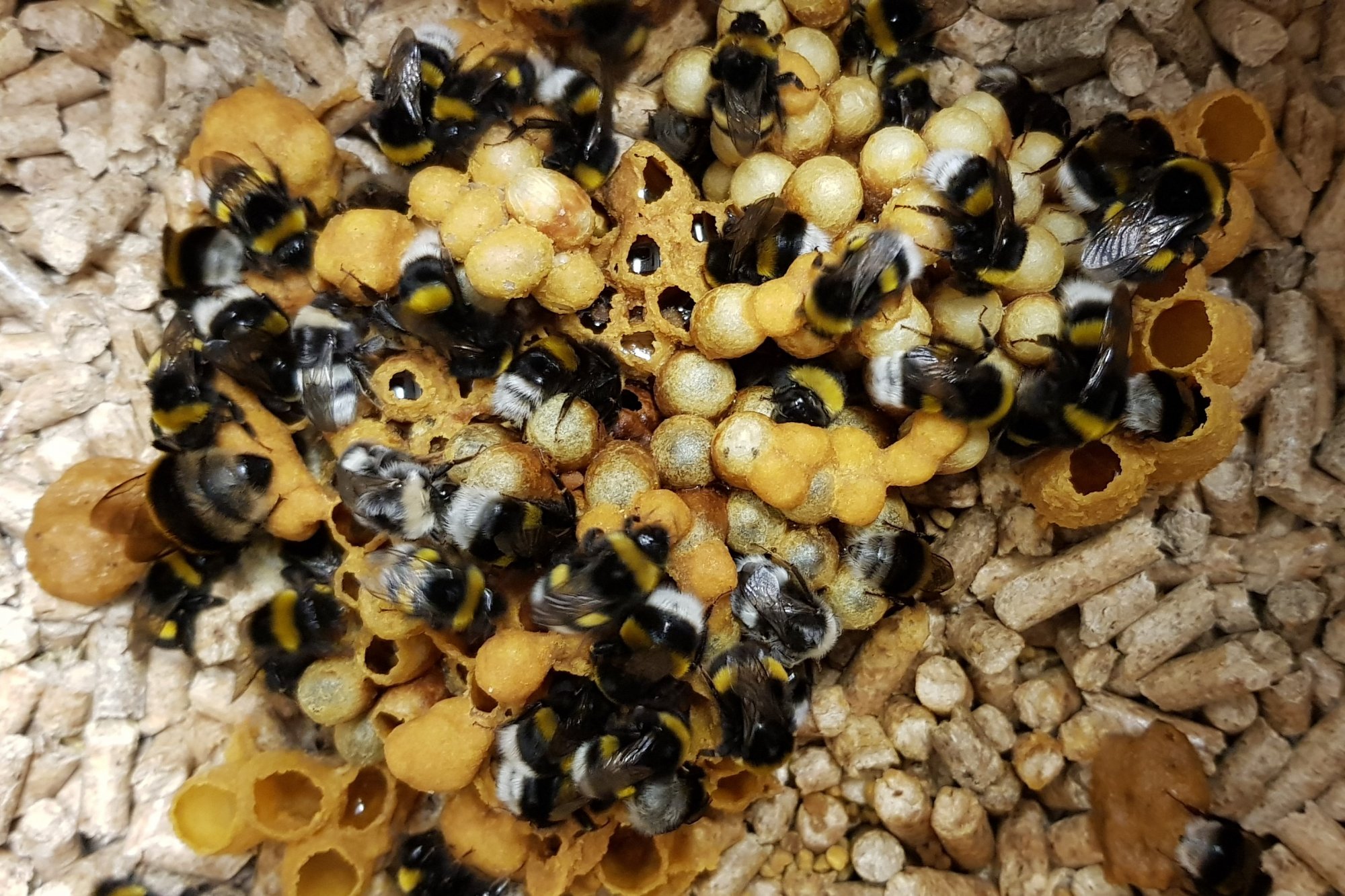 „Hallo Hummel“ 2019