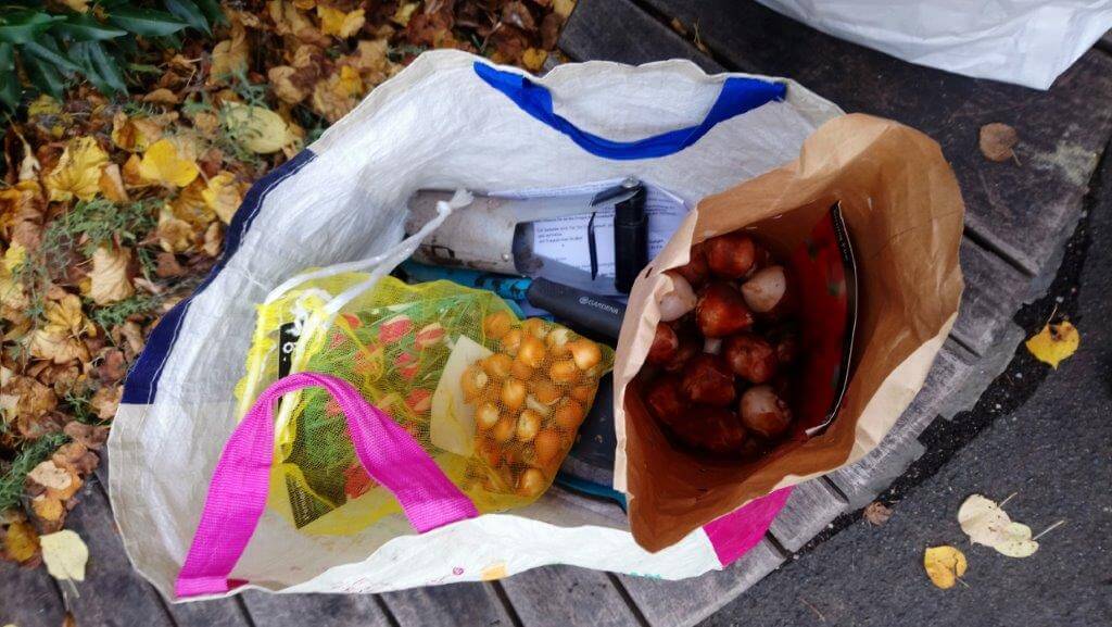 Tag der offenen Tür 2023 | Verkauf von Tulpenzwiebeln zugunsten der Aktion „Tulpen für Brot“ am Schulkiosk